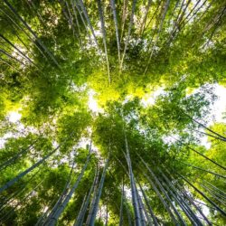 como calcular la huella de carbono medio ambiente bambu audinfor zaragoza