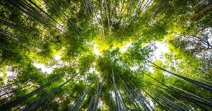 como calcular la huella de carbono medio ambiente bambu audinfor zaragoza